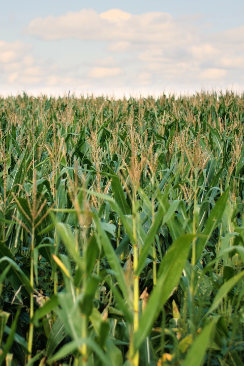 corn field in Iowa - agricultural scope 3 emissions and CPG companies